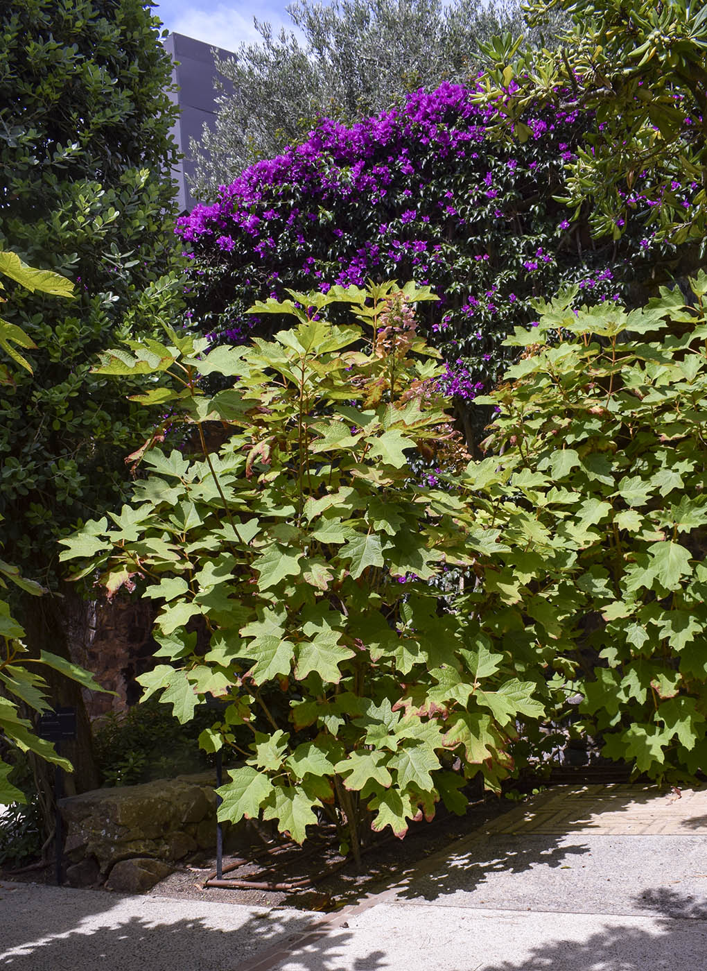 Image of Hydrangea quercifolia specimen.