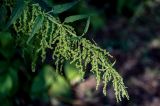 Urtica dioica. Верхушка побега с соплодиями. Вологодская обл., Кирилловский р-н, окр. с. Горицы, гора Маура, опушка смешанного леса. 12.07.2024.