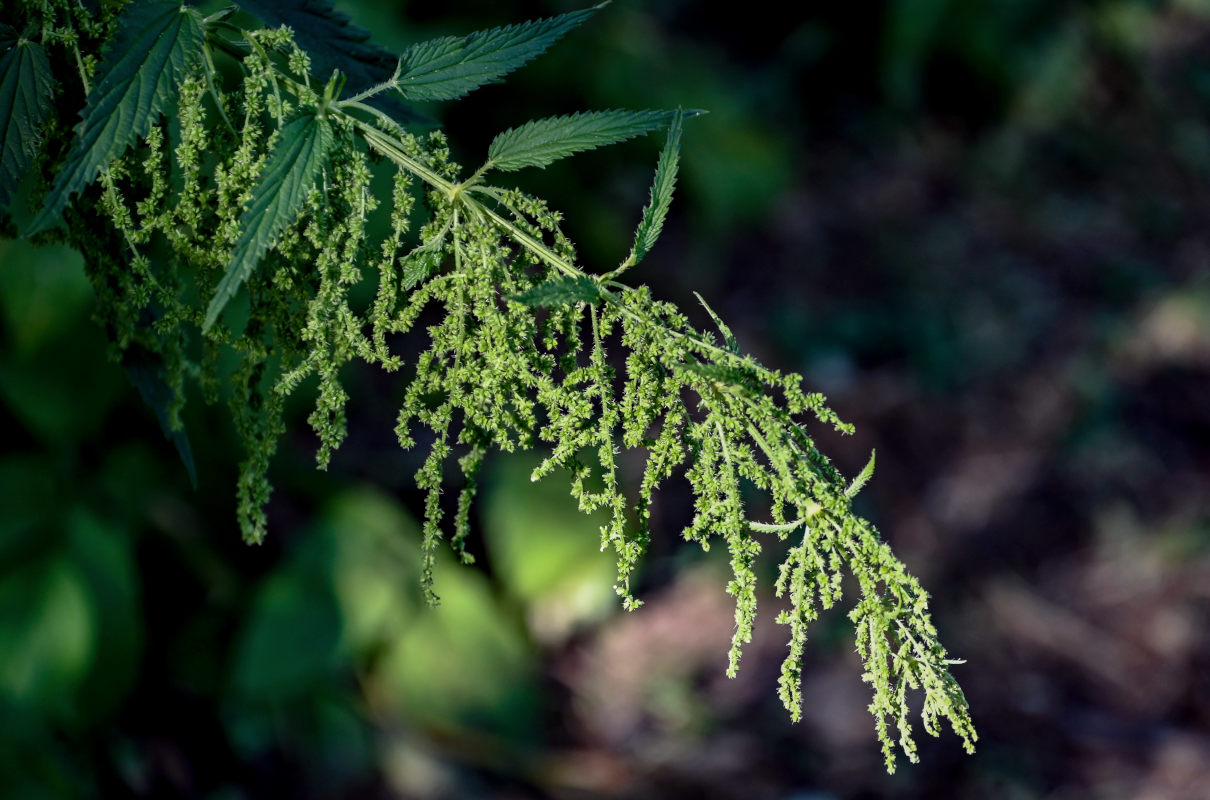 Изображение особи Urtica dioica.