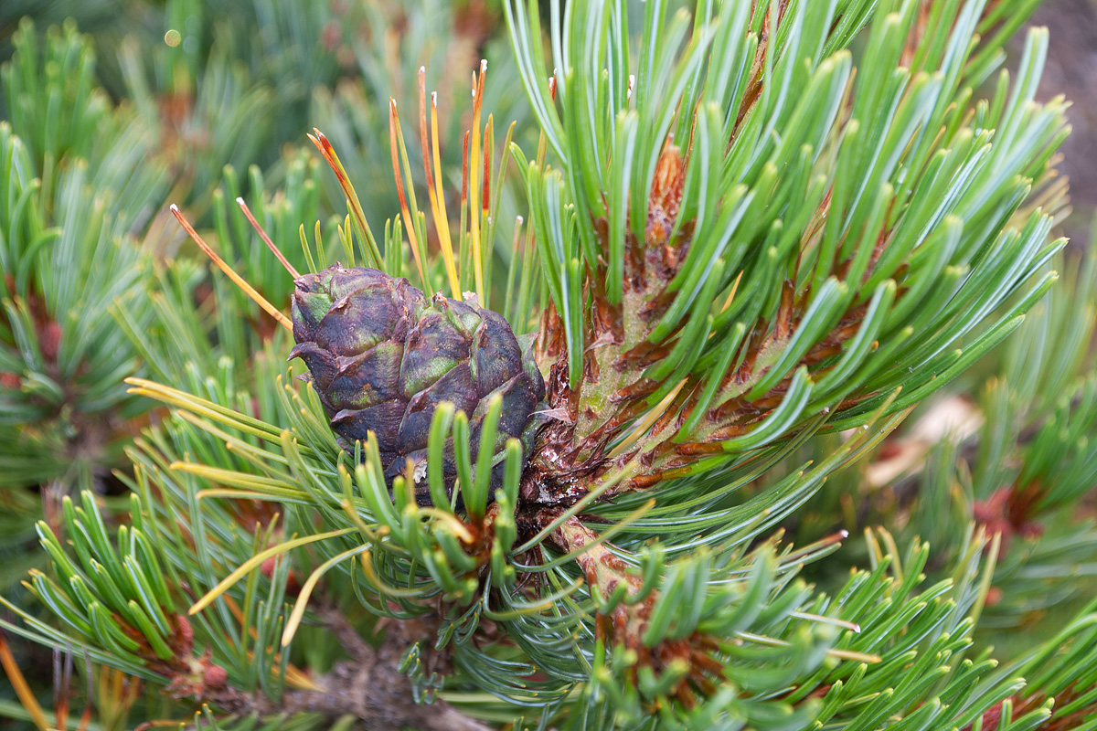 Изображение особи Pinus pumila.