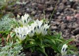 Gentiana algida. Цветущее растение в сообществе с Oxytropis sp. Камчатский край, Елизовский р-н, природный парк \"Вулканы Камчатки\", южный участок, кластер \"Налычевский\", памятник природы \"Экструзия Верблюд\", каменистая осыпь. 11.08.2024.