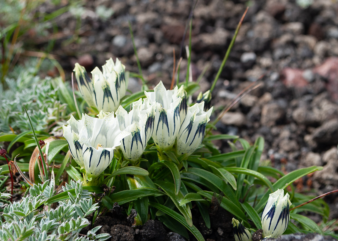 Изображение особи Gentiana algida.