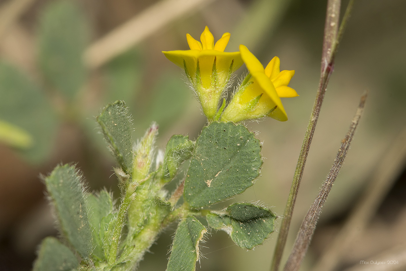 Image of genus Medicago specimen.
