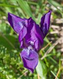 View full-size image Iris aphylla