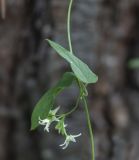 Смотреть изображение Vincetoxicum volubile