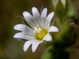 View full-size image Cerastium glutinosum