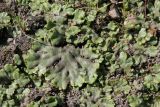 View full-size image Marchantia polymorpha