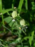 View full-size image Oberna behen