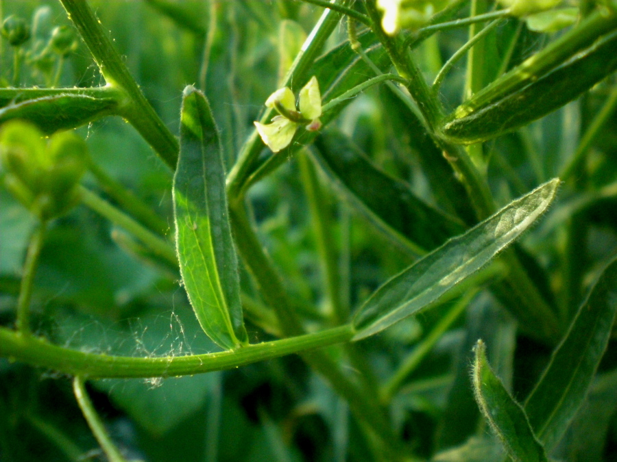 Image of Bunias orientalis specimen.