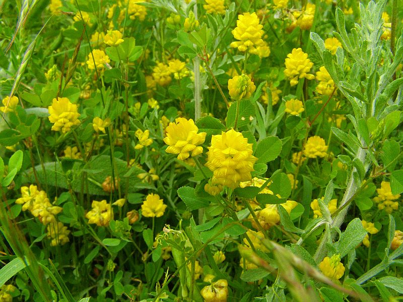 Image of Trifolium campestre specimen.