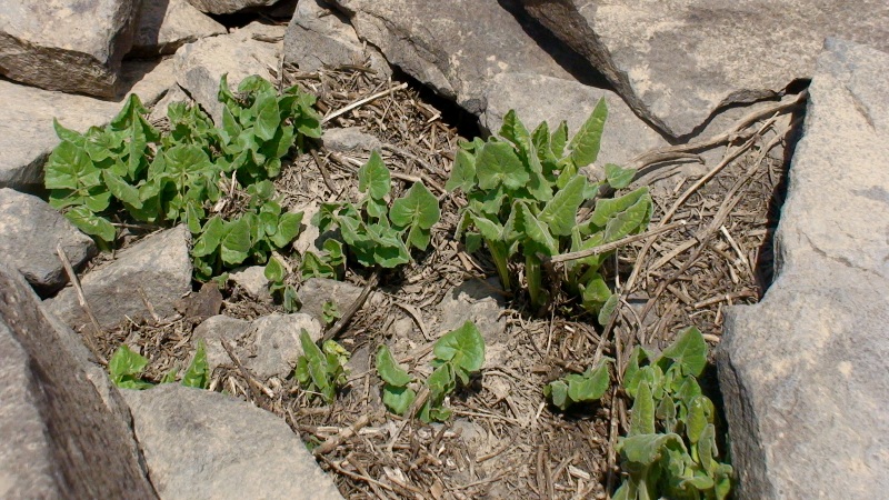 Image of Senecio taraxacifolius specimen.