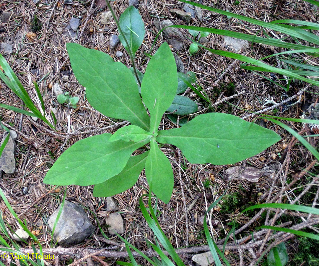 Изображение особи Prenanthes purpurea.