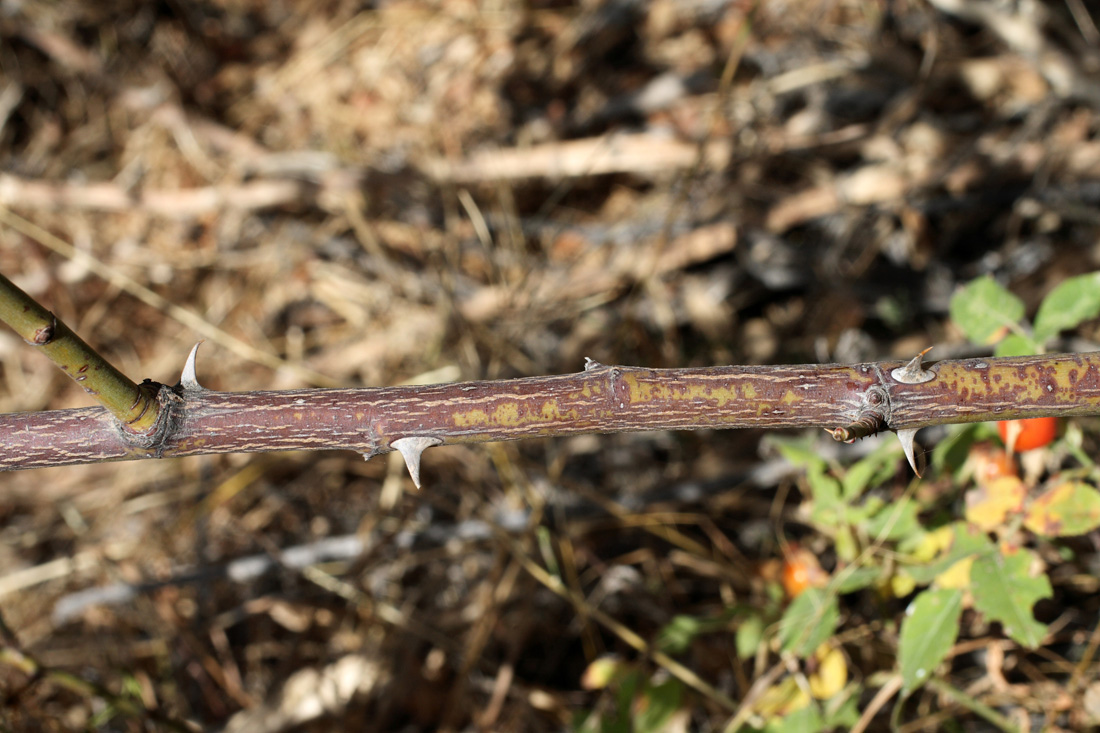 Image of Rosa arnoldii specimen.