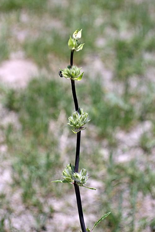 Image of Phlomoides kaufmanniana specimen.