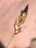 Carex praecox. Соцветие. Казахстан, Алматинская обл., Куртинское водохранилище. 13.05.2011.