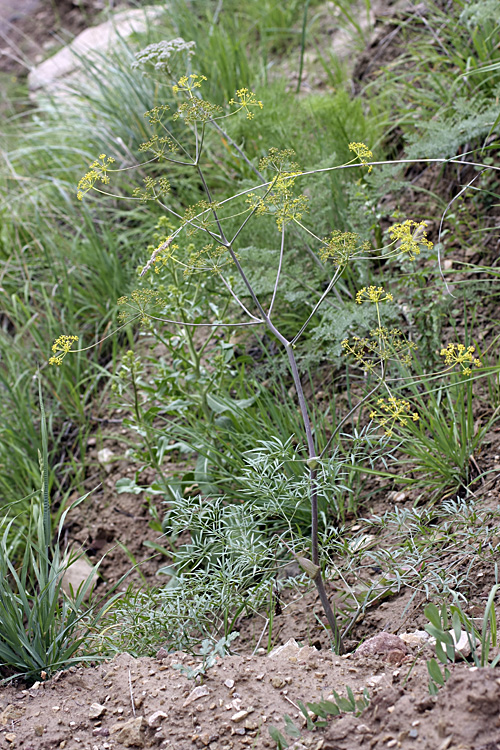 Image of genus Ferula specimen.