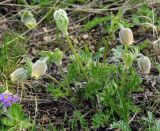 Pulsatilla campanella