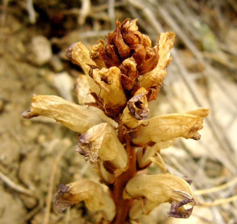 Изображение особи Orobanche cernua.