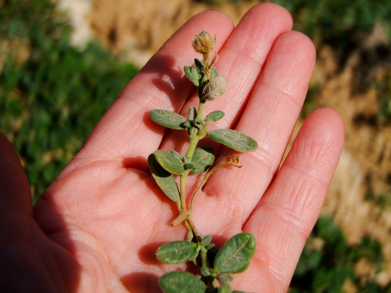 Image of Helianthemum stipulatum specimen.