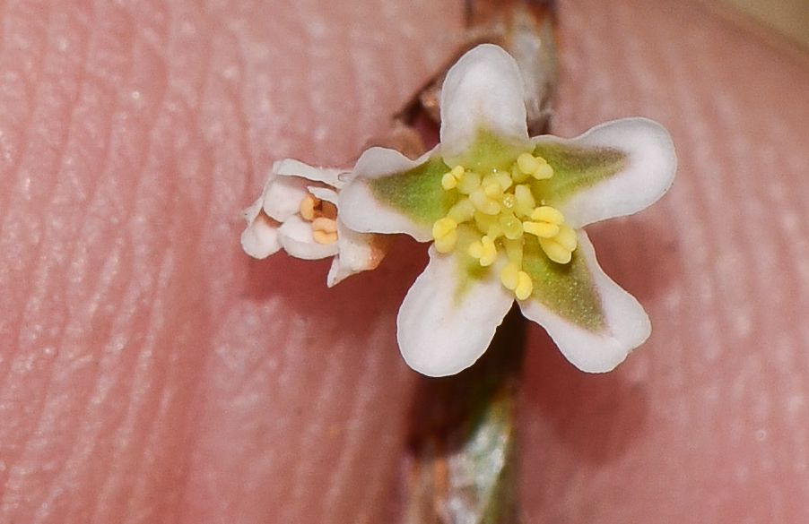 Image of Polygonum equisetiforme specimen.