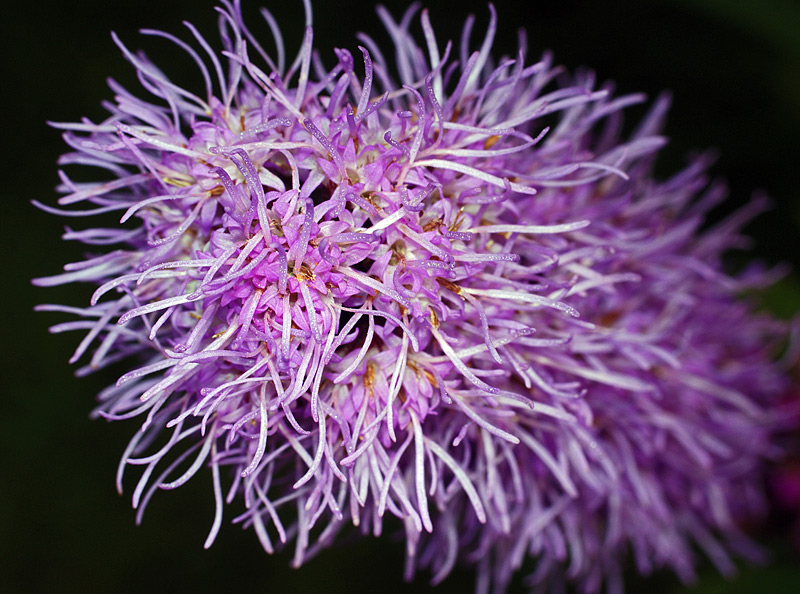 Image of Liatris spicata specimen.