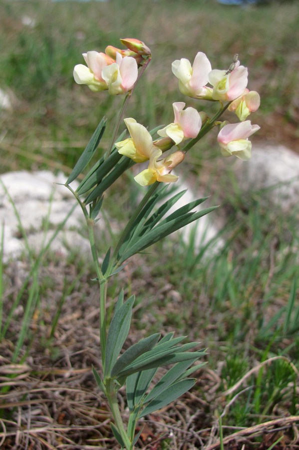 Image of Lathyrus lacaitae specimen.