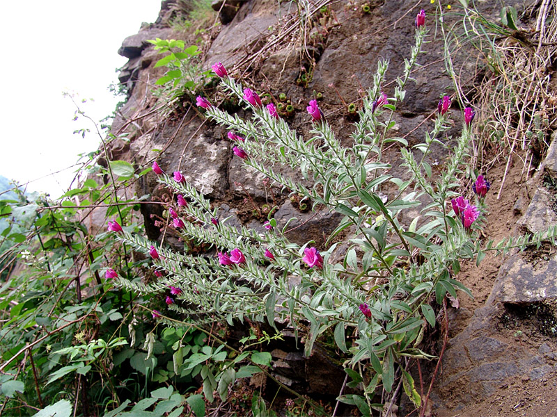 Image of Echium amoenum specimen.