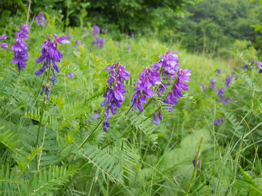 Изображение особи род Vicia.