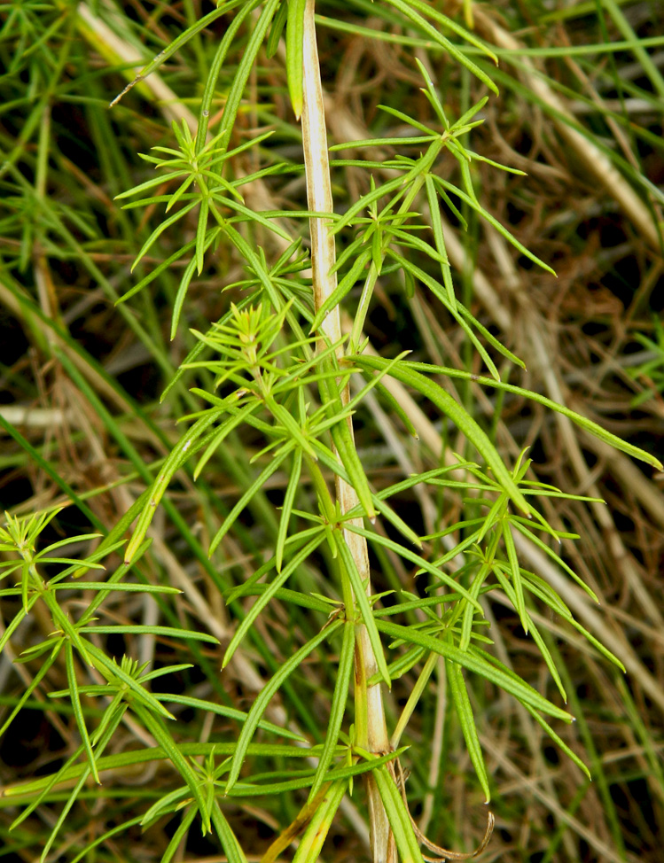 Изображение особи Galium verum.