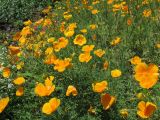 Eschscholzia californica. Цветущие растения. Абхазия, г. Сухум, ботанический сад. 12.06.2012.