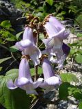 Paulownia tomentosa