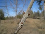 Fraxinus pennsylvanica