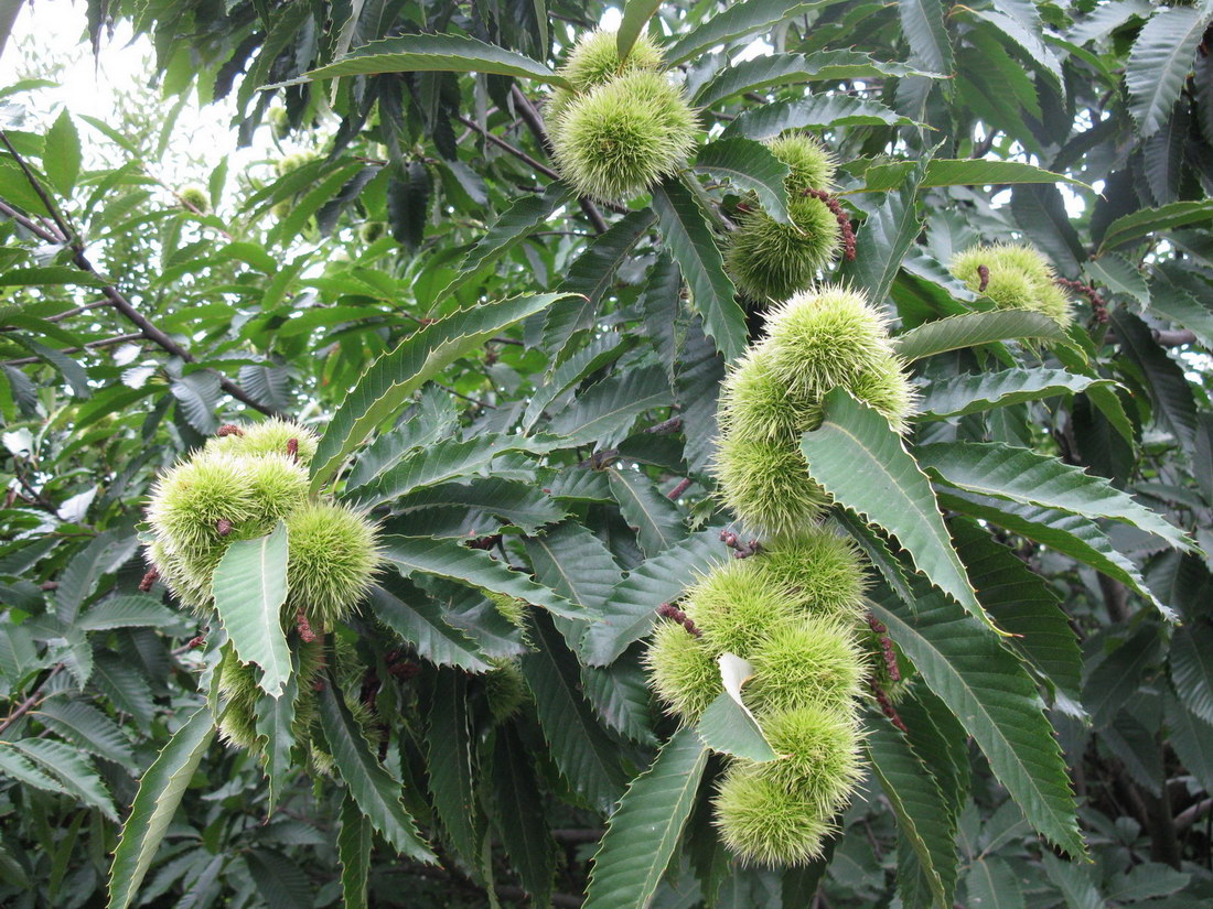 Изображение особи Castanea sativa.