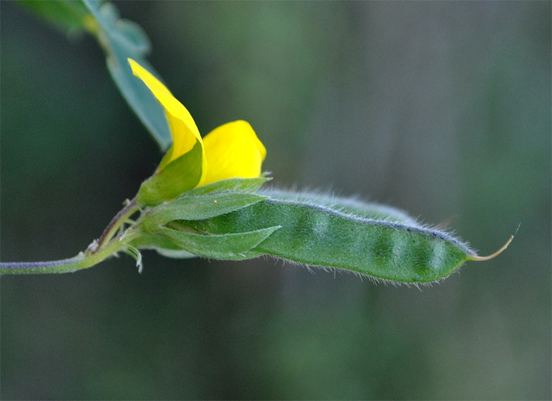 Image of Argyrolobium biebersteinii specimen.