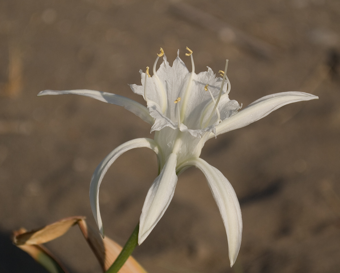 Image of Pancratium maritimum specimen.