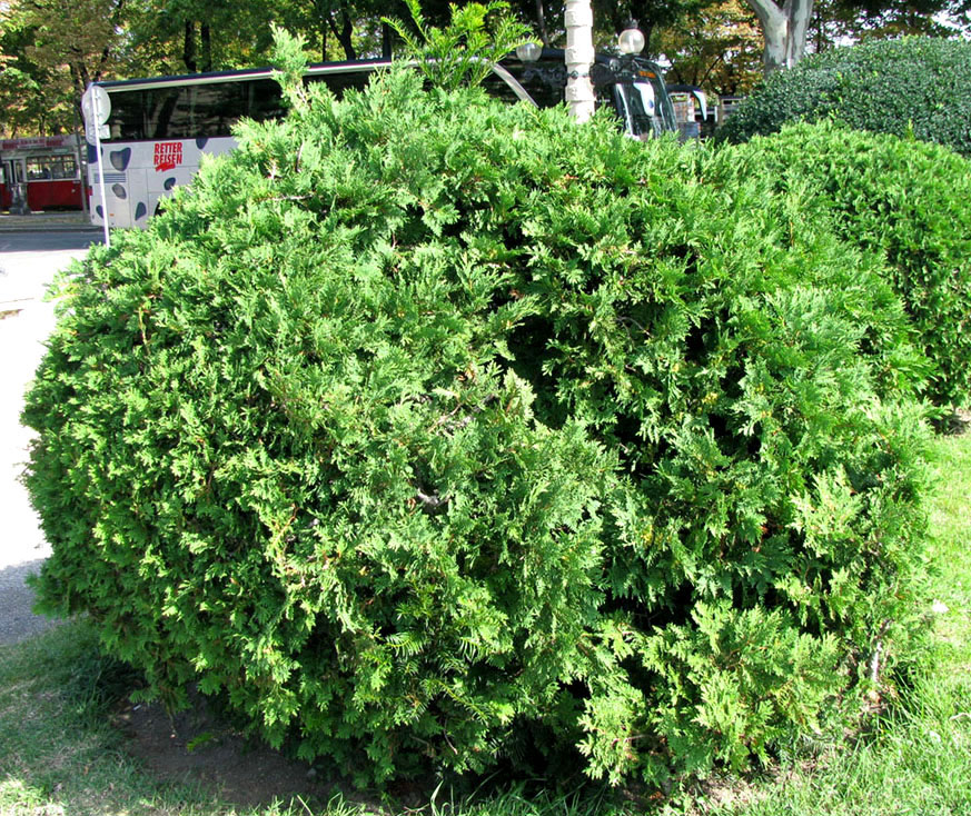 Image of Thuja occidentalis specimen.