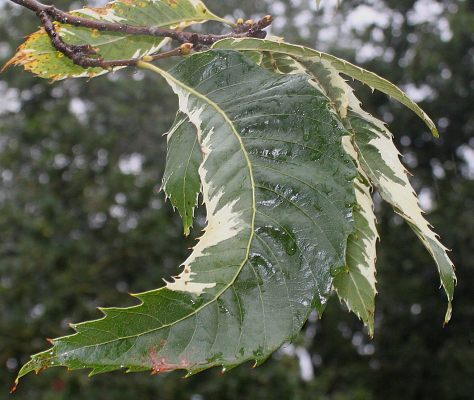 Изображение особи Castanea sativa.