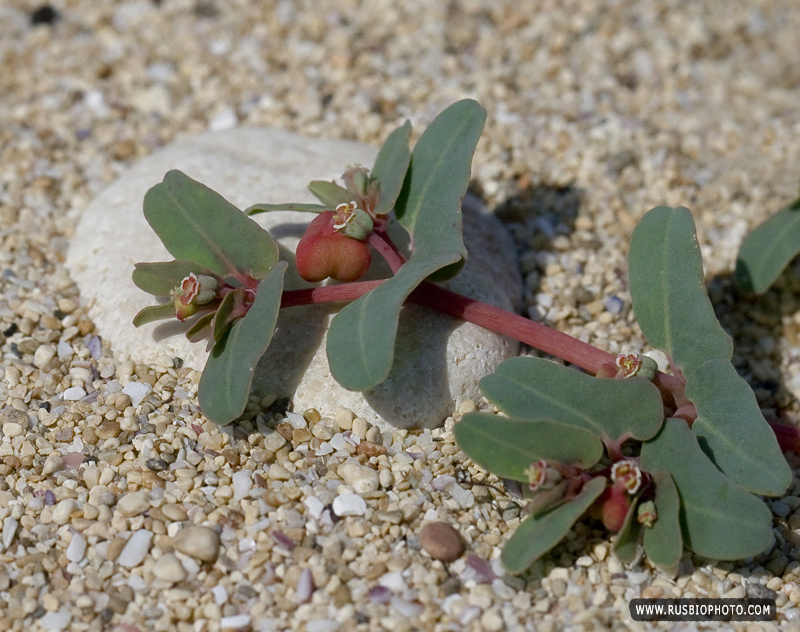 Image of Euphorbia peplis specimen.