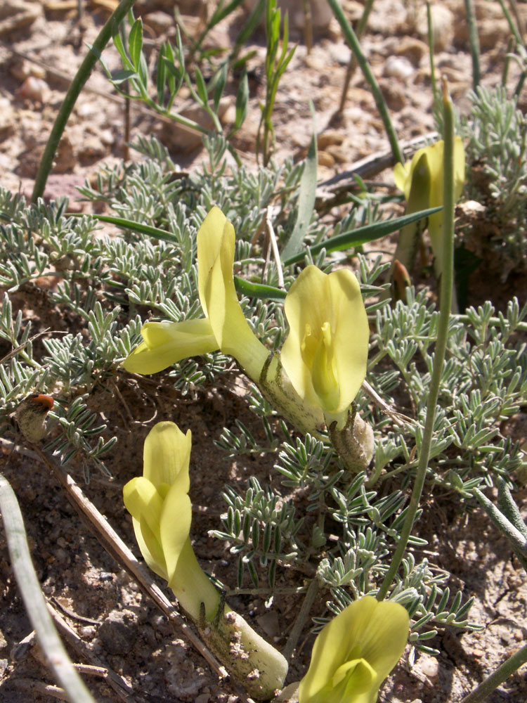 Изображение особи род Astragalus.