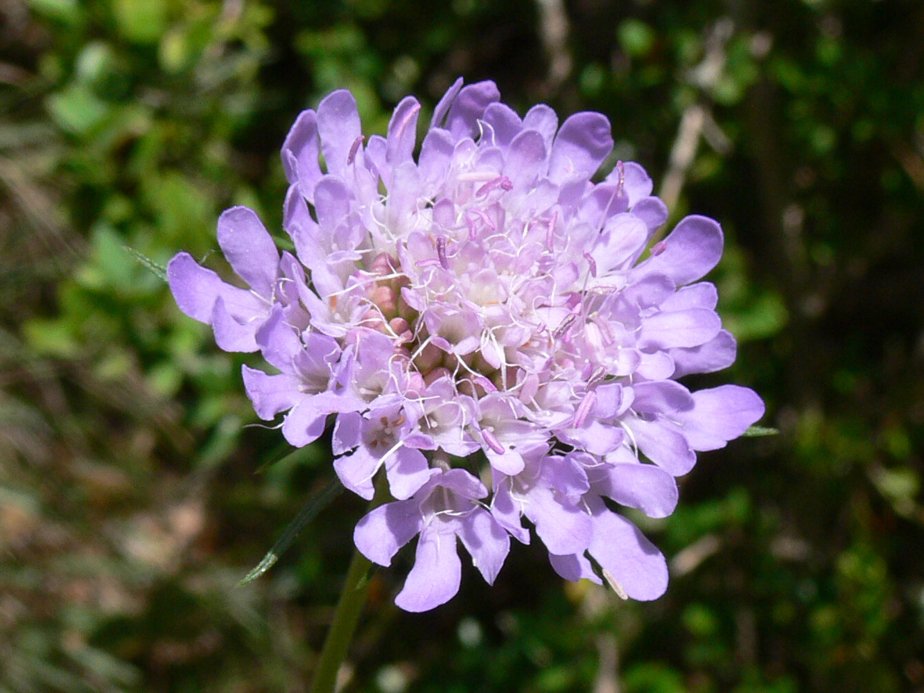 Image of Scabiosa columbaria specimen.