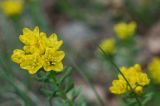 Смотреть изображение Haplophyllum suaveolens