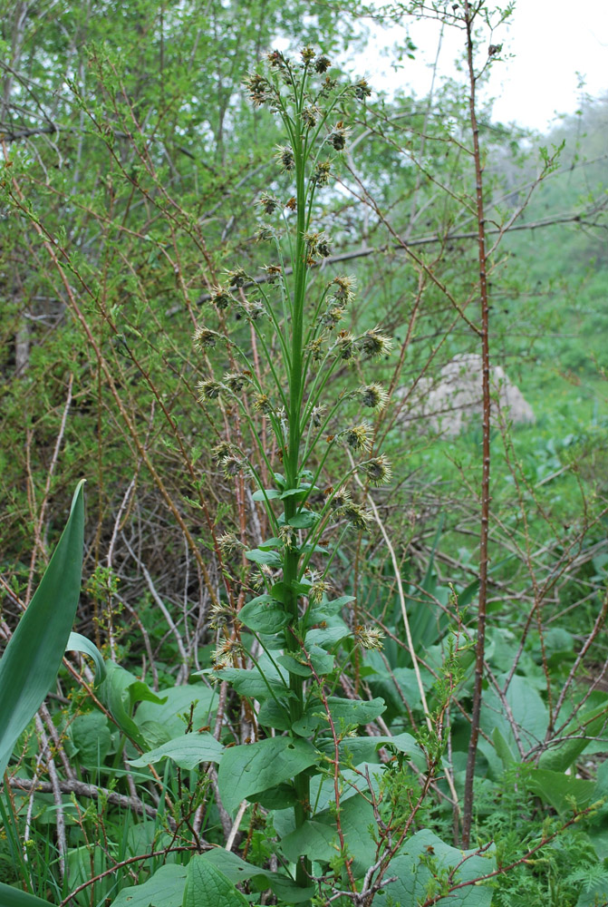 Изображение особи Solenanthus circinnatus.