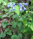 Mertensia stylosa