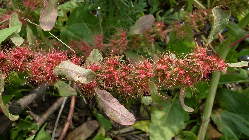 Image of Rumex marschallianus specimen.