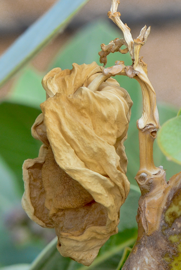 Image of Calotropis procera specimen.