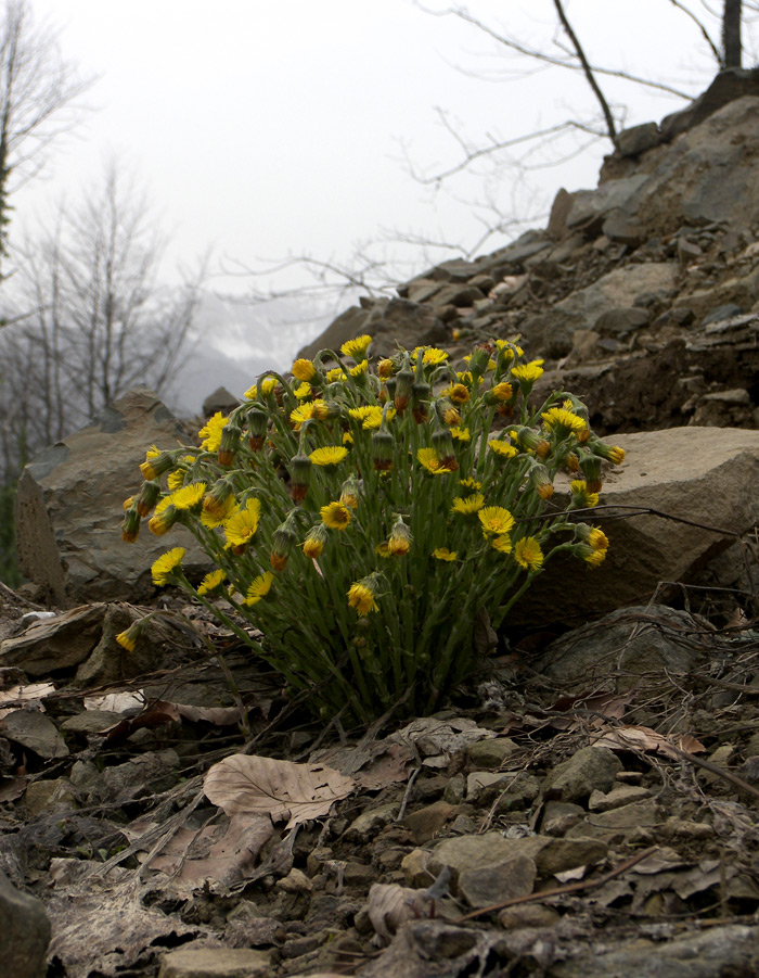 Image of Tussilago farfara specimen.