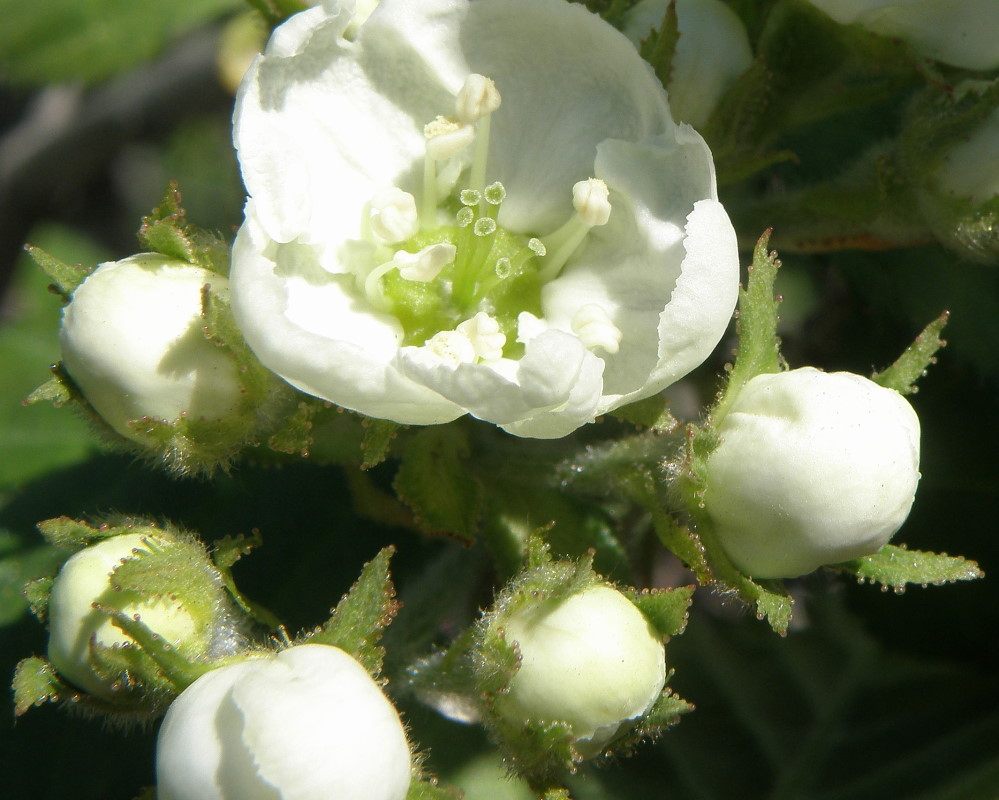 Image of Crataegus macracantha specimen.