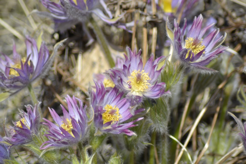 Изображение особи Pulsatilla multifida.