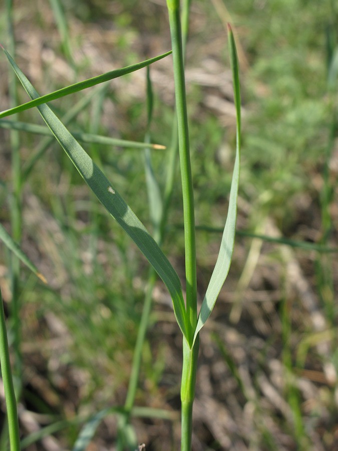 Image of Dianthus andrzejowskianus specimen.