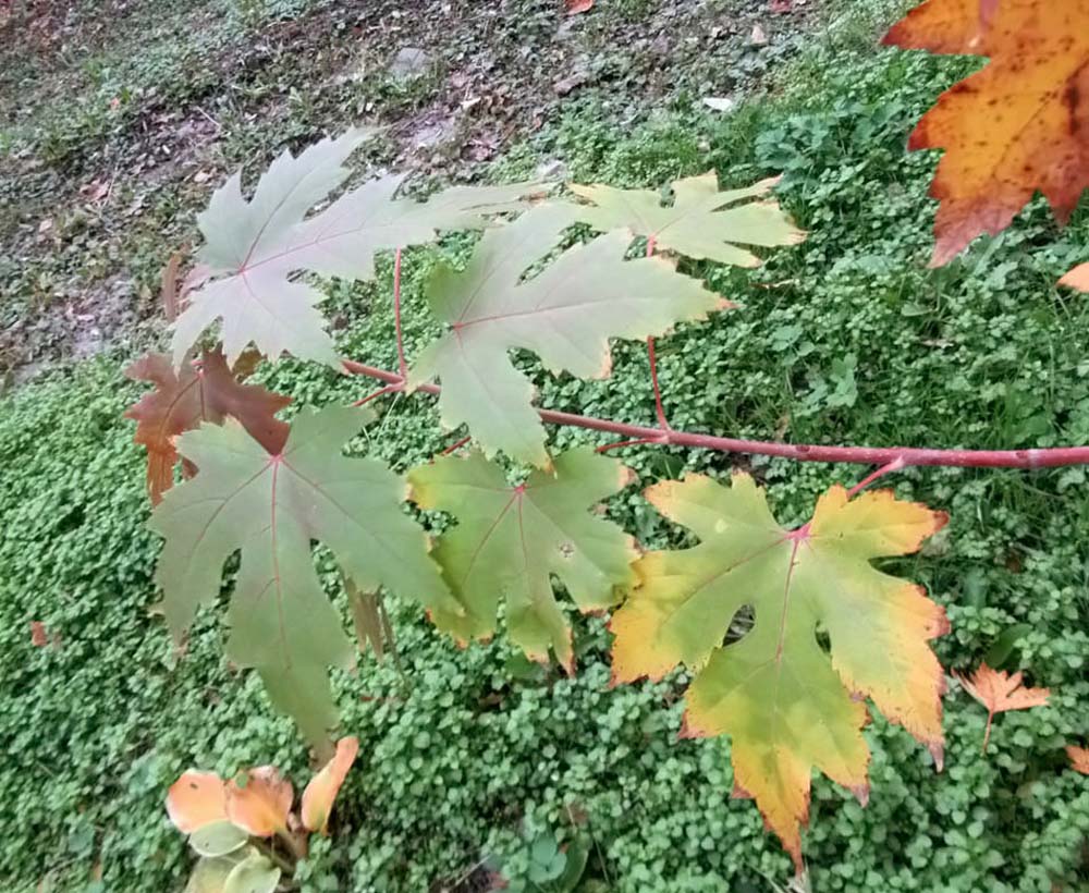 Image of genus Acer specimen.